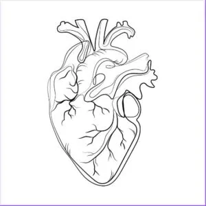 Anatomical Heart Svg