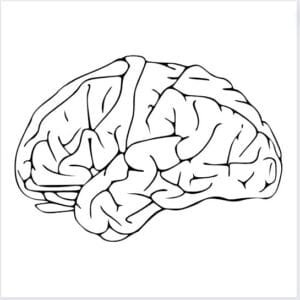 Brain Svg