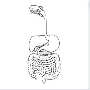 Digestive System Svg