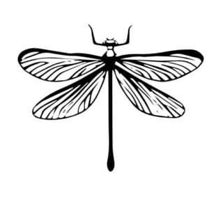 Dragonfly Svg