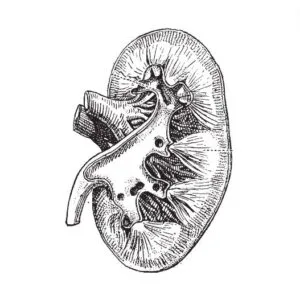 Kidney Svg