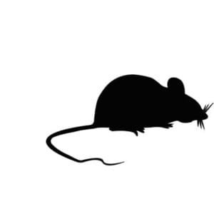 Rat Svg