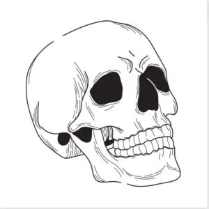 Skull Svg