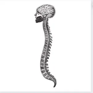 Spine Svg